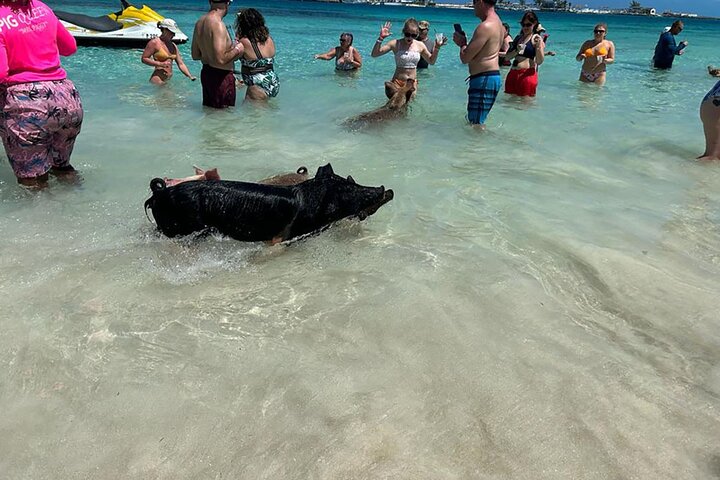 Nassau 3-stops: Snorkeling, Swimming Pigs, Turtles & Lunch