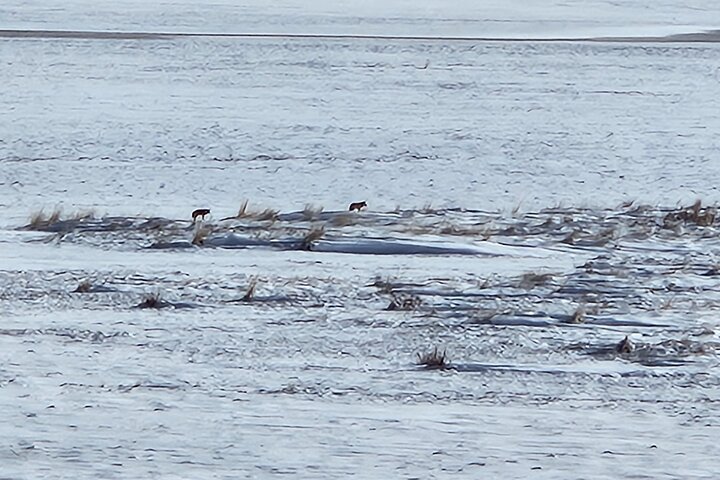Great Salt Lake and Antelope Island Day Tour