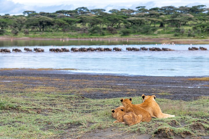 From Arusha: 11 Days famous Serengeti Inside out safari trip