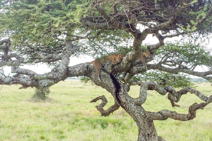 From Arusha: 11 Days famous Serengeti Inside out safari trip