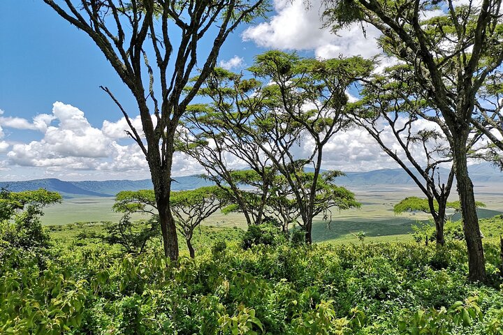 From Arusha: 11 Days famous Serengeti Inside out safari trip