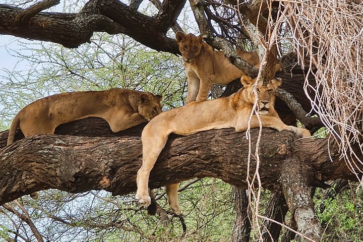 From Arusha: 11 Days famous Serengeti Inside out safari trip