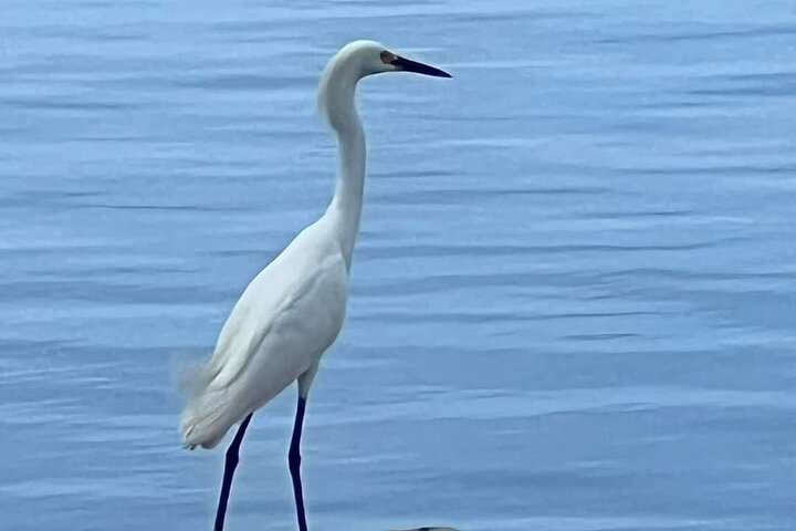 Cocoa Beach Dolphin and Wildlife Tour
