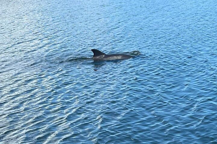 Cocoa Beach Dolphin and Wildlife Tour