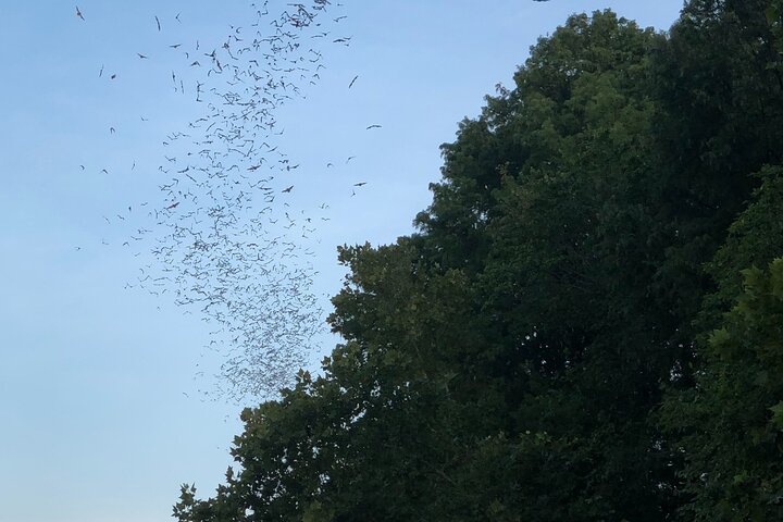 Downtown Austin Sunset Kayak Tour with 1.5 Million Bats