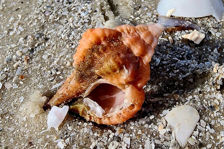 Half Day Shelling Dolphin Eco Tour in 10 000 Island and Marco