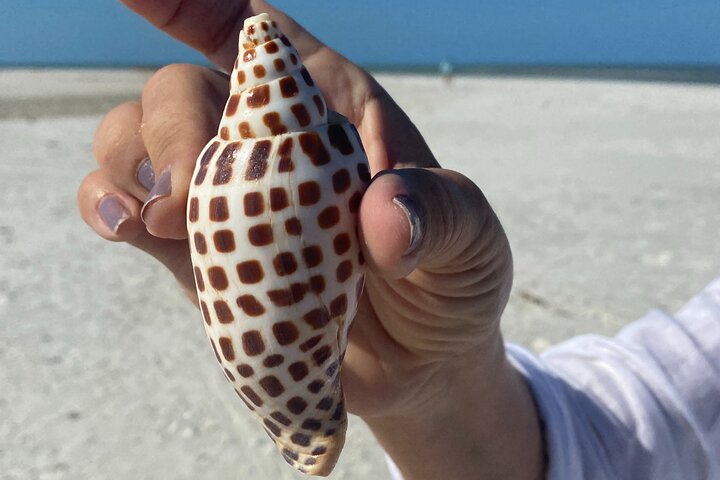 Half Day Shelling Dolphin Eco Tour in 10 000 Island and Marco