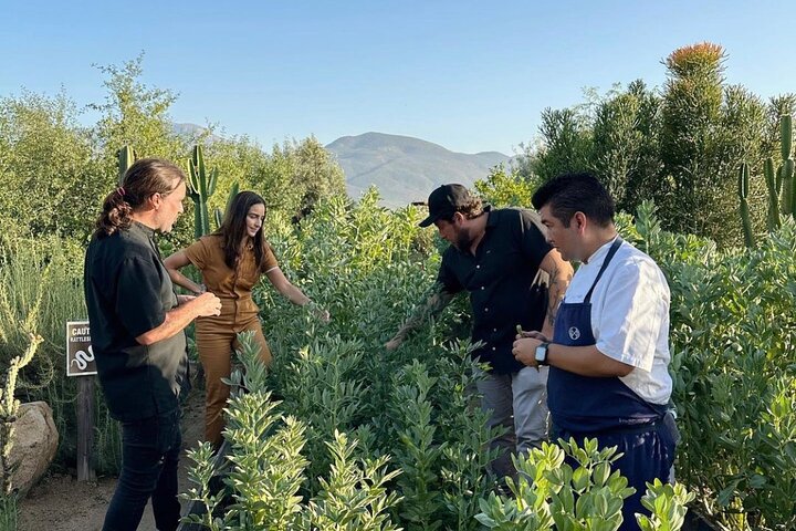 Wine tasting Valle de Guadalupe & Casa Frida