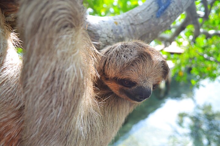 Roatan Monkey and Sloth Sanctuary and Beach Break