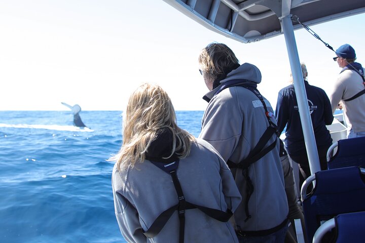 Premier Whale Watching Byron Bay