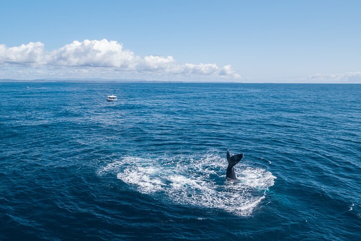 Premier Whale Watching Byron Bay