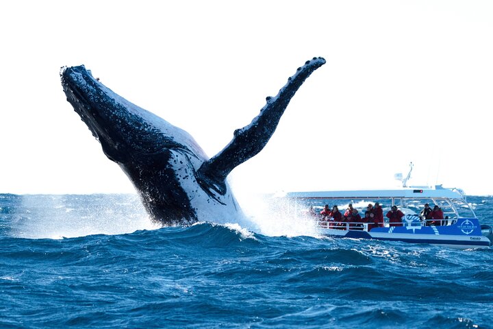 Premier Whale Watching Byron Bay