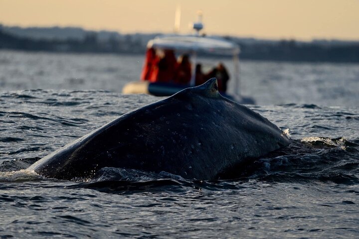 Premier Whale Watching Byron Bay