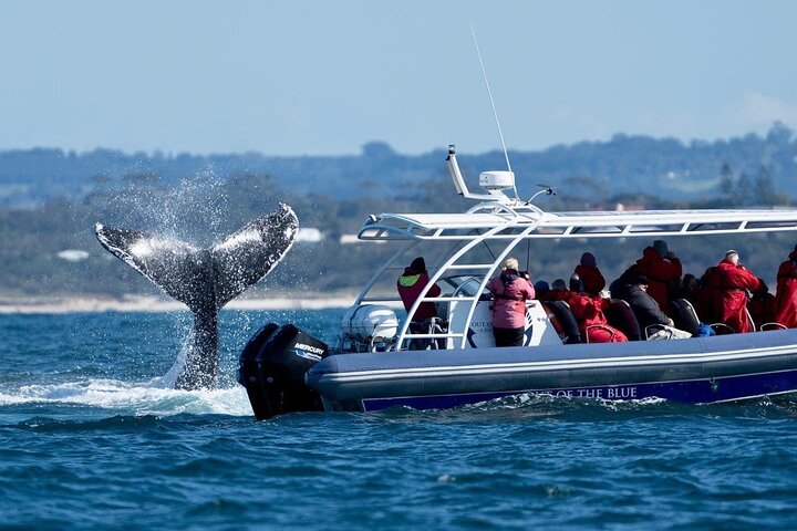 Premier Whale Watching Byron Bay
