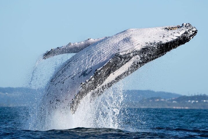 Premier Whale Watching Byron Bay