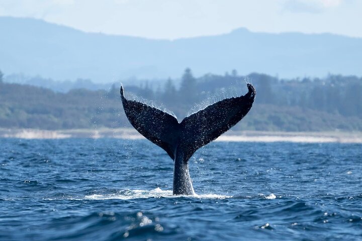Premier Whale Watching Byron Bay