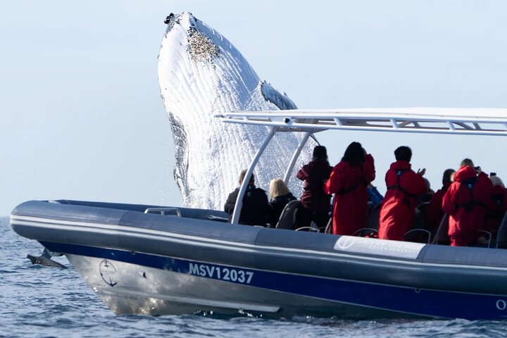 Premier Whale Watching Byron Bay
