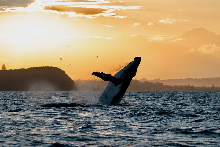 Premier Whale Watching Byron Bay