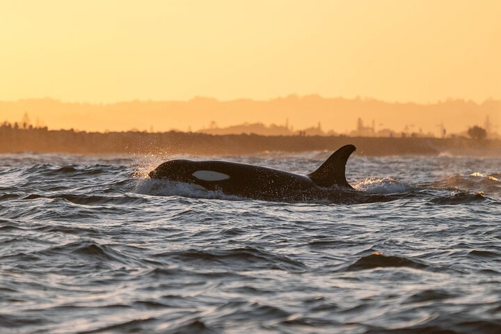 Premier Whale Watching Byron Bay