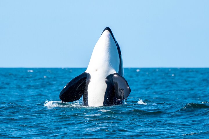 Premier Whale Watching Byron Bay