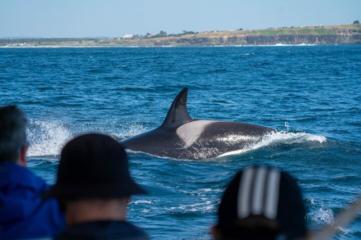 Premier Whale Watching Byron Bay