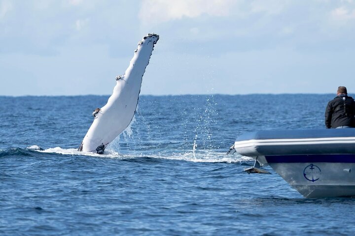 Premier Whale Watching Byron Bay