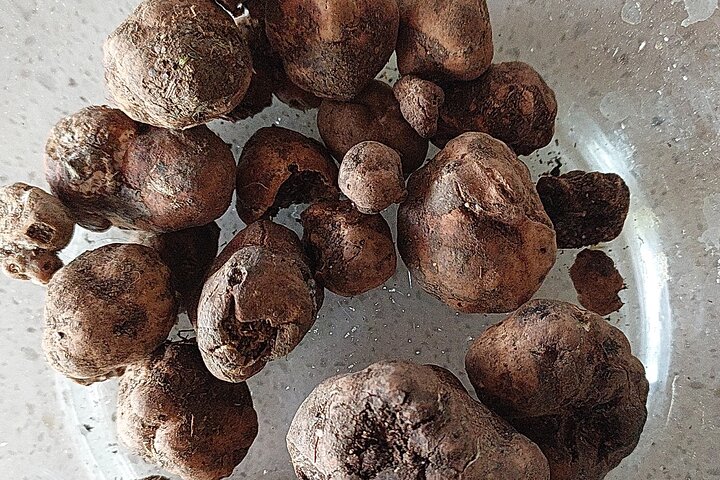 Truffle Hunting in Chianti, pasta class and lunch