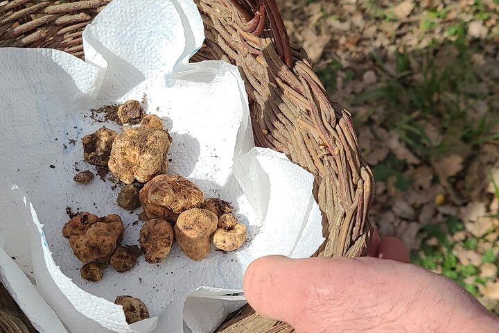 Truffle Hunting in Chianti, pasta class and lunch