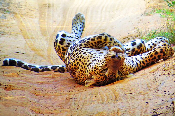 Guided Wilpattu Half Day Safari | Leopards, Bears & More