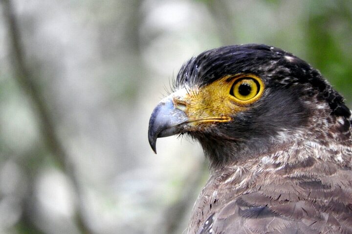 Guided Wilpattu Half Day Safari | Leopards, Bears & More