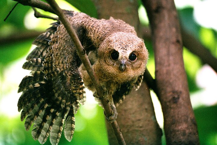 Guided Wilpattu Half Day Safari | Leopards, Bears & More