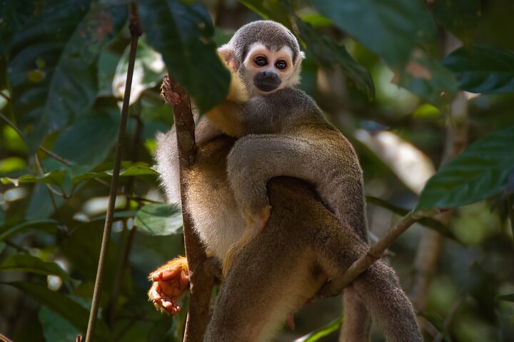4 Days Cuyabeno Amazon Experience at Waita Lodge