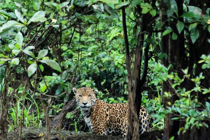 4 Days Paddle Boarding in the Cuyabeno Reserve