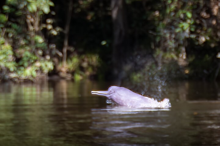 4 Days Cuyabeno Amazon Experience at Waita Lodge