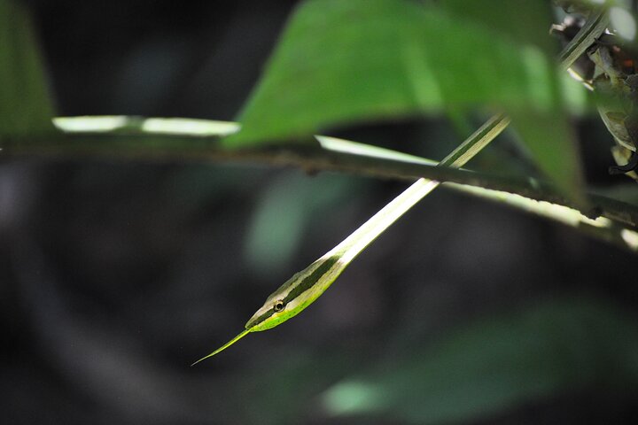 4 Days Cuyabeno Amazon Experience at Waita Lodge