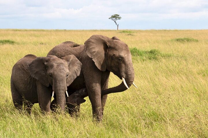Full Day Isimangaliso Wetlands Park -Croc & Hippo &Game Fr Durban