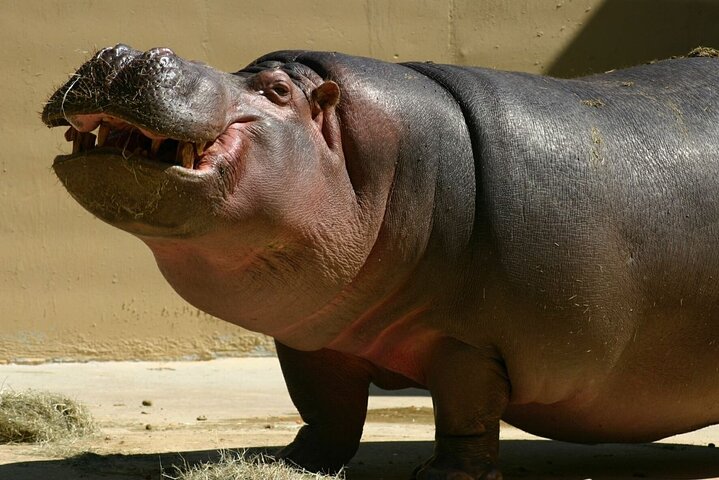 Full Day Isimangaliso Wetlands Park -Croc & Hippo &Game Fr Durban