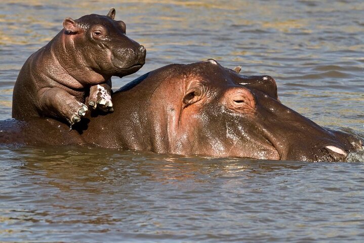 Full Day Isimangaliso Wetlands Park -Croc & Hippo &Game Fr Durban