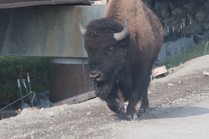 Half Day Yellowstone “Hot Spots” Deals From West Yellowstone