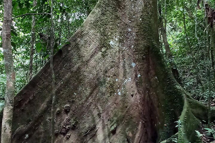 Amazon Jungle & Baños Adventure City: 4 Days of Nature & Wildlife