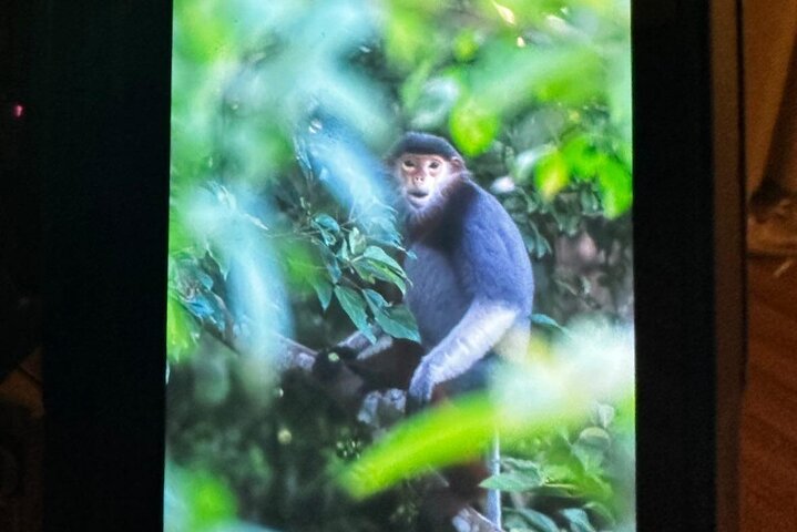 Endangered Monkeys Watching - Red Shanked Douc Langurs