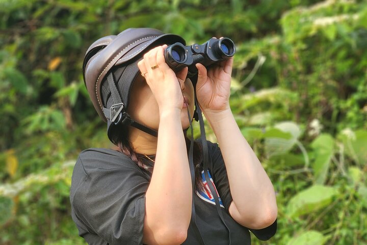 Endangered Monkeys Watching - Red Shanked Douc Langurs