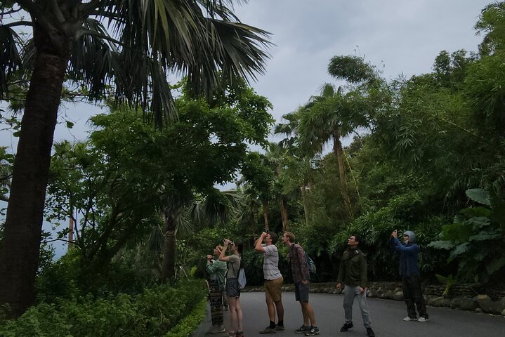 Endangered Monkeys Watching - Red Shanked Douc Langurs