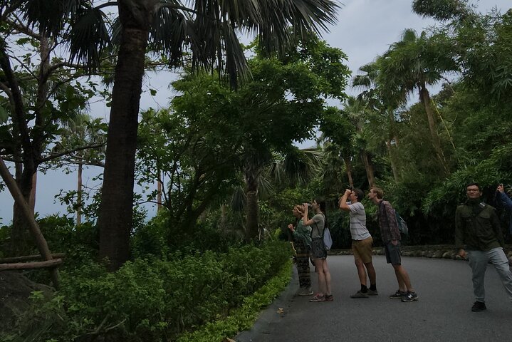 Endangered Monkeys Watching - Red Shanked Douc Langurs
