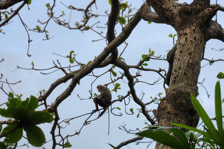 Endangered Monkeys Watching - Red Shanked Douc Langurs