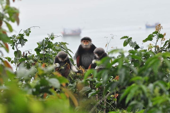 Endangered Monkeys Watching - Red Shanked Douc Langurs