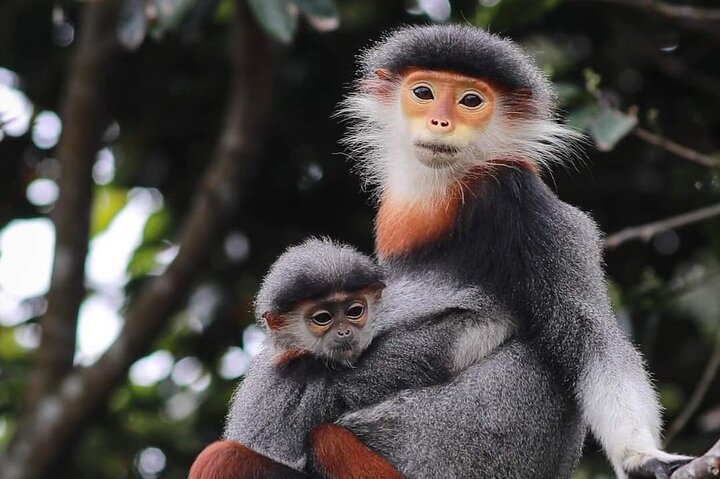 Endangered Monkeys Watching - Red Shanked Douc Langurs