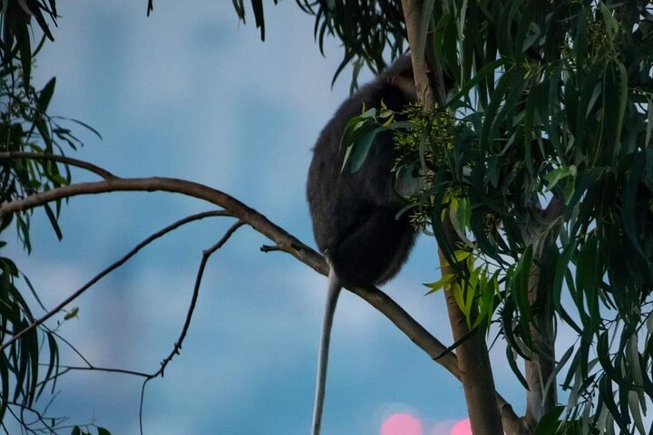 Endangered Monkeys Watching - Red Shanked Douc Langurs