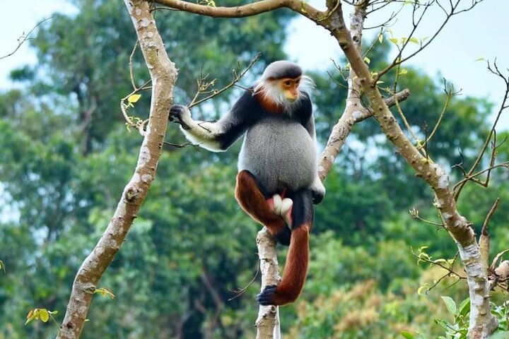 Endangered Monkeys Watching - Red Shanked Douc Langurs