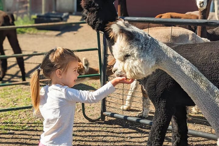 Alpaca and Llama Farm Tour